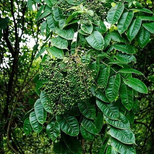 Huile Essentielle De Poivre Noir - Piper Nigrum