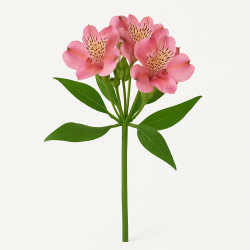 Alstroemeria à La Tige - Lys Des Incas Longue Tenue