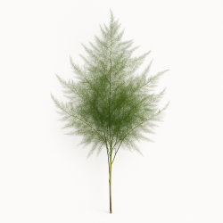 Asparagus à La Tige - Feuillage Plumeux Ultra-Léger