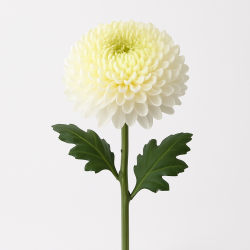 Chrysanthème à La Tige - Fleur Généreuse, Tenue Exceptionnelle