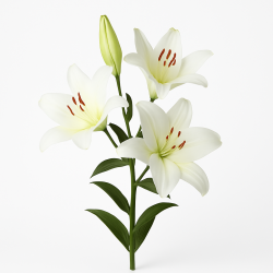 Lilium à La Tige - Lys Parfumé Aux Grandes Corolles