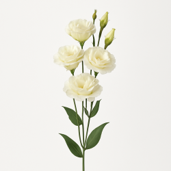 Lisianthus à La Tige - Élégance Nuptiale Longue Tenue