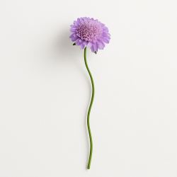 Scabieuse à La Tige - Fleur Champêtre Au Port Délicat