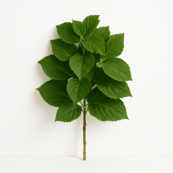 Viburnum à La Tige - Feuillage Vert Dense Et Structurant