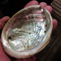 Coquillage Abalone Pour Sauges