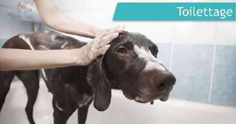 Toilettage